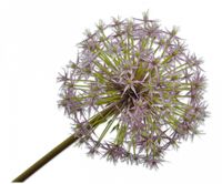 Allium lavendel 104 cm