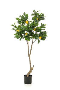 Lemon tree 150cm EM