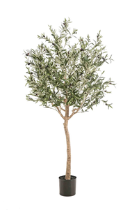 Olive tree 180cm